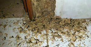 Daños ocasionados por termitas