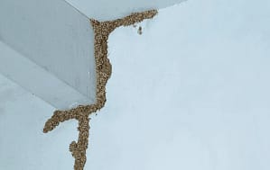 Tuneles de Termitas Subterraneas